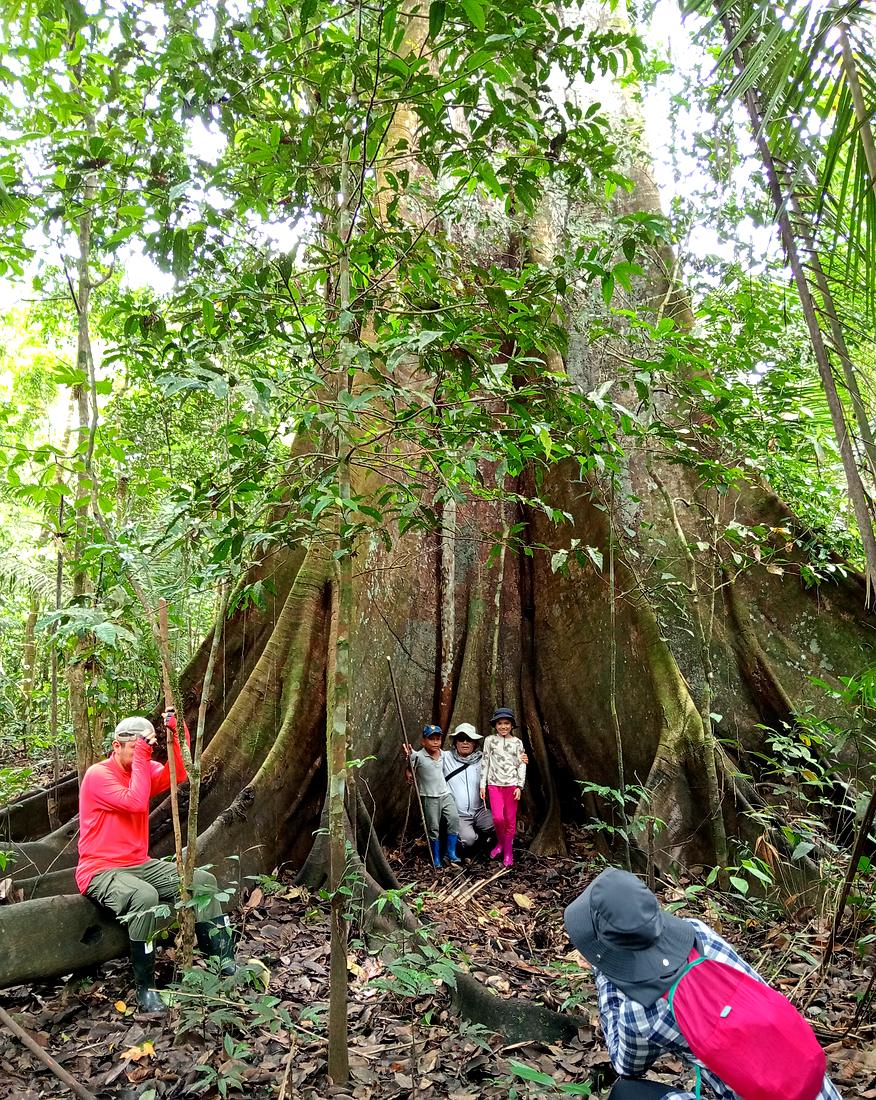 Beneath a giant ceiba tree